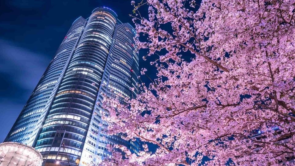 roppongi_hills_and_cherry_blossoms_at_night.jpg